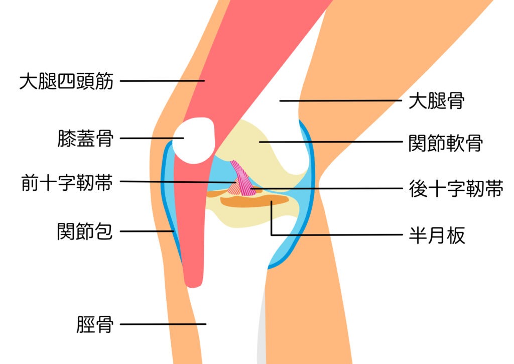 膝が曲がらず階段の昇降が辛い方へ：原因と整体での改善方法